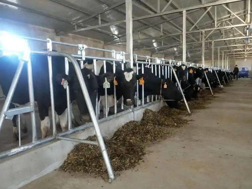 全区民族传统奶制品产业发展现场会今日召开，共谋特色乳业振兴之路